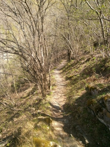Pinadee