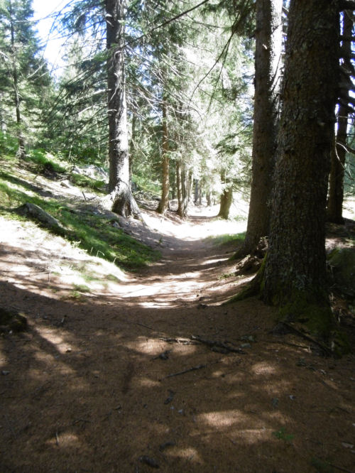 Waldweg von Dalpe nach Faido