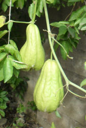Chayote Tayota