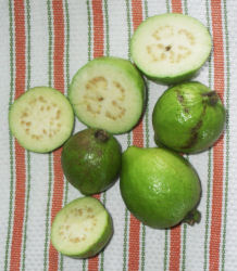 Guava